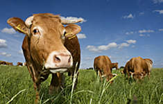 Ecological cattle